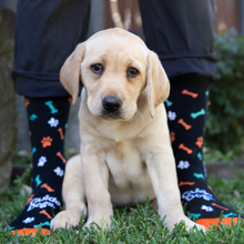 Load image into Gallery viewer, This image shows a person wearing black Guide Dogs socks decorated with orange, green and white paw prints and dog bones. The toes are orange, and "Guide Dogs" is written in white across the top of each foot. The person has a yellow labrador puppy sitting between their legs staring into the camera.
